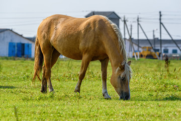 horse on the field against a background of a farm