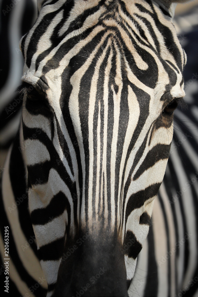 Close-up of head details African striped coat zebra - obrazy, fototapety, plakaty 