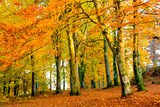 Fototapeta Krajobraz - Colorful orange and red autumn trees with leaves during fall in a forest