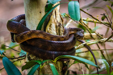 Brown Snake Coiled On A Tree In Australia
