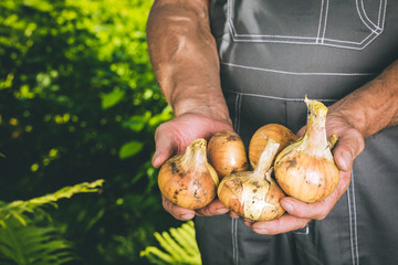 Organic vegetables. Fresh organic onions in the hands of farmers