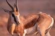Springbok ,Namibia