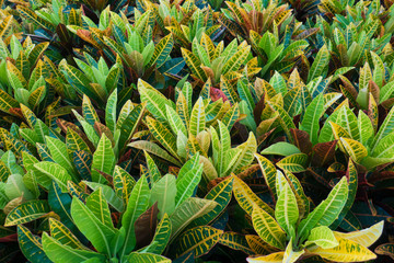  Kolorowy ogrodowy croton opuszcza tło. (Codiaeum variegatum)