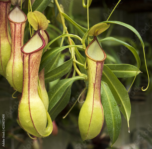 Cuadros en Lienzo Pitcher plant (Nepenthes veitchii x stenophylla), a natural hybrid