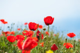 Fototapeta Maki - Red poppy flowers against the sky. Shallow depth of field