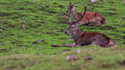 Wall Mural - red deer stags, Cervus elaphus scoticus, resting within a glen in september, cairngorms national park