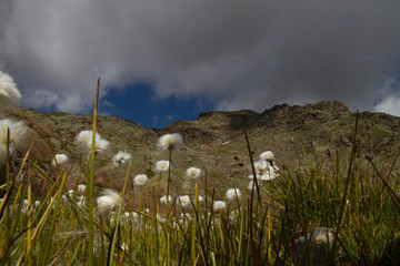 Fiori di montagna