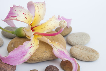 Wall Mural - pink flowers and flat stones on a white background