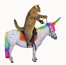 The Cat Is Riding The Real Unicorn. White Background.