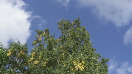 Wall Mural - The bottom view on the birches swinging wind against the background of the blue sky with quickly floating white clouds in summer sunny day