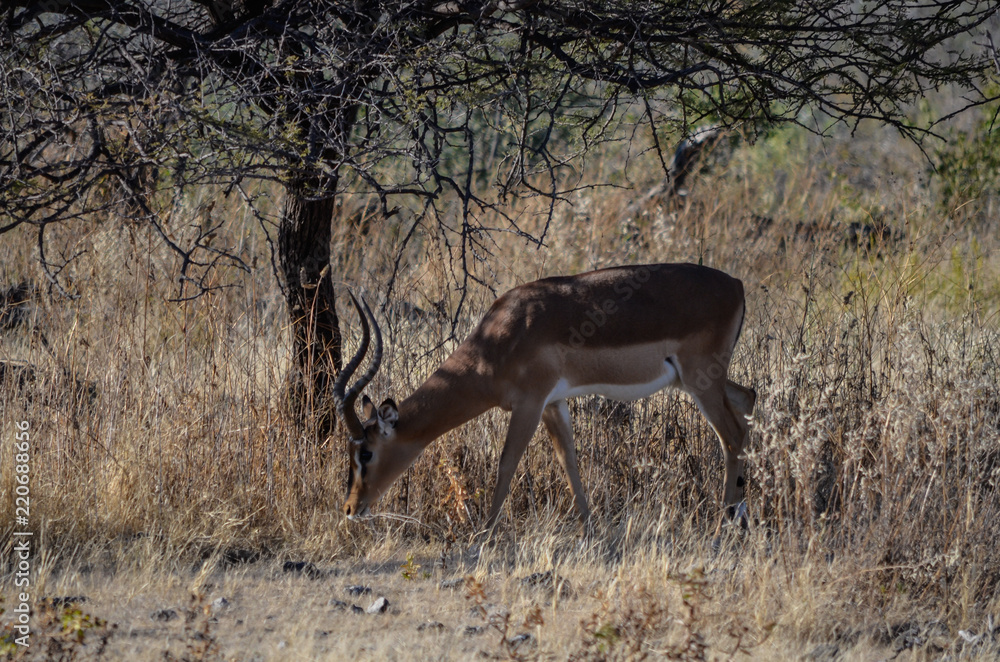 Blackface Impala