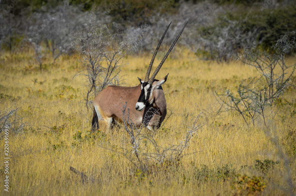 Oryx Antilope