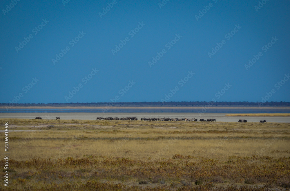 Zebraherde in der Etosha Salzpfanne