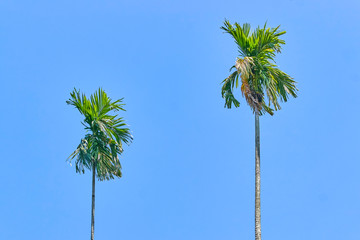 Two palms on the blue sky