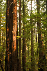 Poster - Sunset light on a tall old growth redwood tree in California