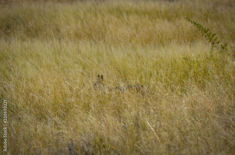Getarnt - Schabrackenschakal