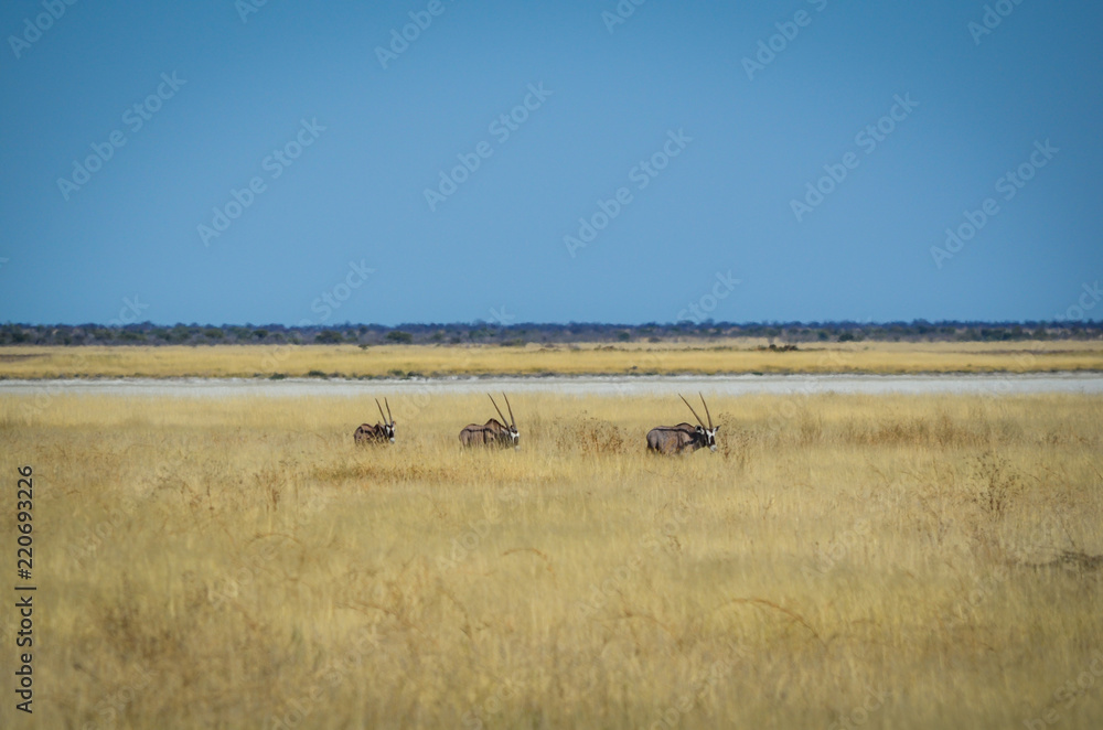 Gruppe Oryx  Antilopen