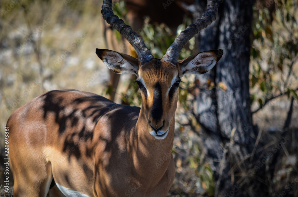 Blackfaceimpala Gesicht
