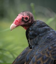 Amrican Turkey Vulture