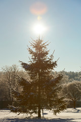 Wall Mural - Pine tree on sunny light