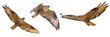 Set of Buzzard in flight isolated on white (Buteo rufinus)