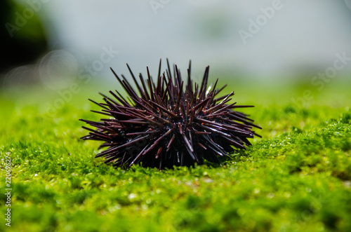 Ourico Do Mar Buy This Stock Photo And Explore Similar Images At Adobe Stock Adobe Stock Ourico Do Mar Buy This Stock Photo And Explore Similar Images At Adobe Stock Adobe Stock
