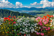 Panorama mit Blumenpracht