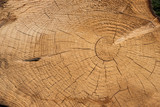 Fototapeta Las - Matière bois tronc arbre texture