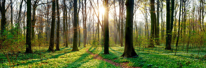 Poster - Beautiful forest panorama in spring with bright sun shining through the trees