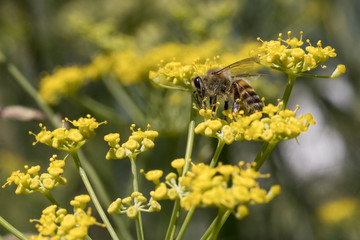 The bee and the yellow flowers