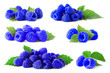 Set with blue raspberries (Rubus leucodermis) on white background