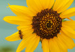 sunflower with bee on leaf