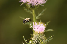 Common Eastern Bumble Bee (Bombus Impatiens) With Pollen Sac Hovering Beside Western Iowa Tall Thistle Plant