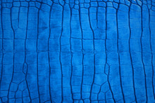 Luxury Genuine Blue Crocodile Skin Leather From Stomach Part Abstract Texture Background Beautiful Detail.  