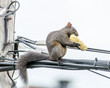 Corn on the Cob  for an Agile Squirrel