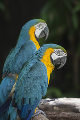 Macaw , macaw parrot bird / Parrot perched on a branch