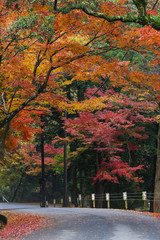 Wall Mural - Road in autumn, Nara, Japan