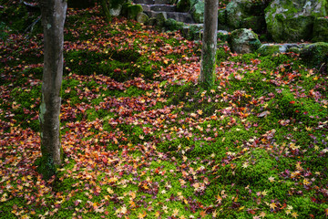 Wall Mural - Fallen maple leave, Nara, Japan