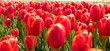 Feld voller roter Tulpen