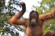 Orangutango, Pongo pygmaeus in the jungle