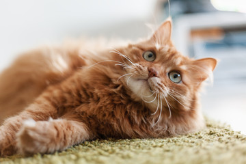 Wall Mural - Portrait of a funny beautiful red fluffy cat with green eyes in the interior, pets