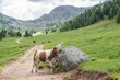 Kuh juckt und kratzt sich selber an einem Stein, Österreich