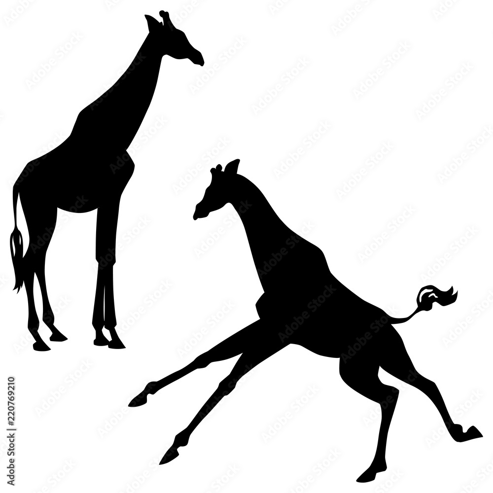 Black silhouettes of standing and running giraffes isolated on white ...