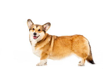 Wall Mural - welsh corgi pembroke standing and looking at camera isolated on white background