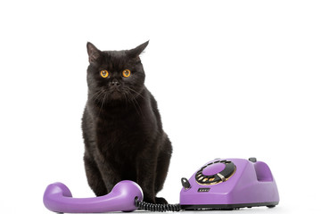 cute black british shorthair cat sitting near telephone and looking at camera isolated on white background