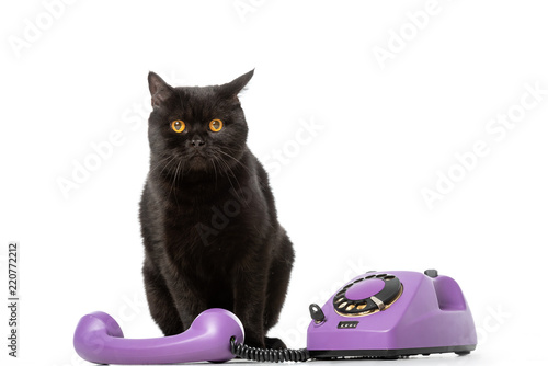Cute Black British Shorthair Cat Sitting Near Telephone And
