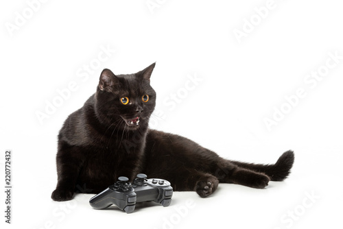 Angry Black British Shorthair Cat Hissing Near Joystick For Video
