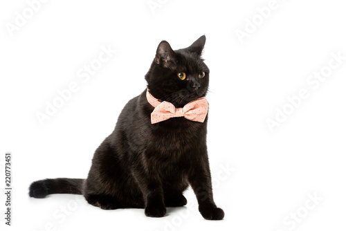 Black British Shorthair Cat In Pink Bow Tie Isolated On White
