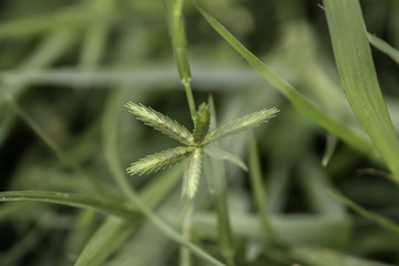 Sprout seed and green leaf. Fresh baby young plant growing in outdoor natural sunlight in vegetable garden field environment. Springtime outdoor macro photography. Beginning of new life grow concept.