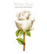 Watercolor white rose isolated Vector. Beautiful detailed flower illustrations